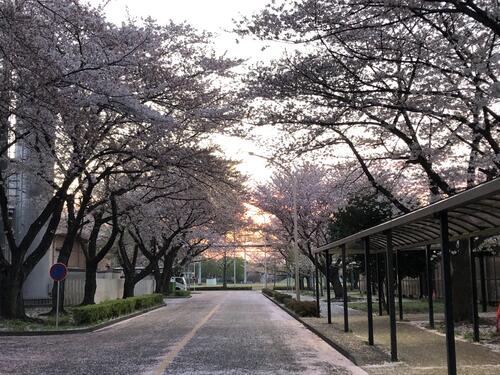 レポート：女子15人制強化・TID合同合宿（3月31日（金）～4月2日（日））